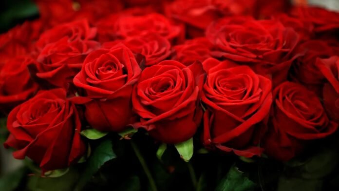 The Rose The Rose, Rose, Rose history, Rose traditions, Rose in different culture