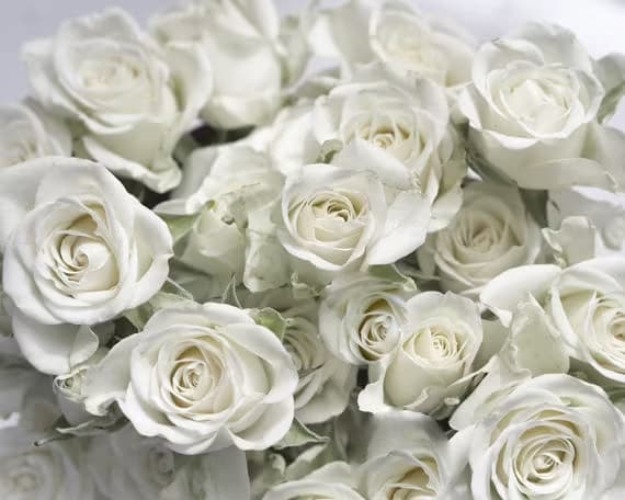 The significance of white roses