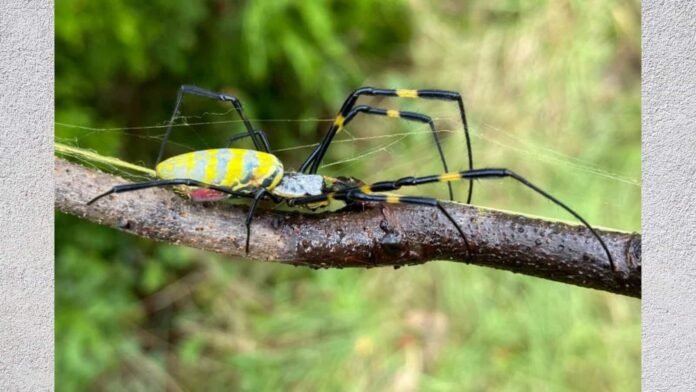 Are Joro Spiders Venomous Are Joro Spiders Venomous