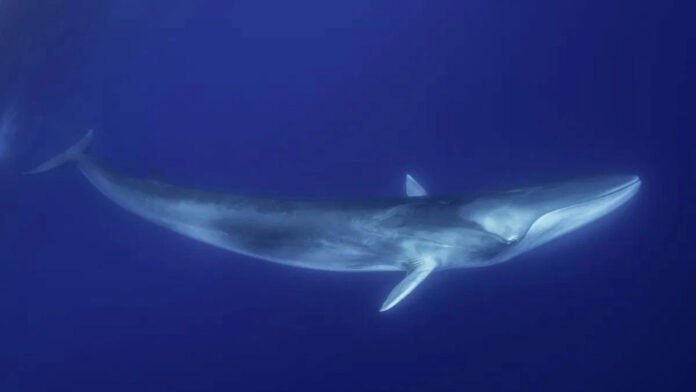 Fin Whales in New York Fin Whales in New York
