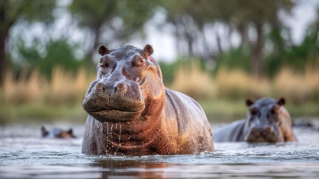 World Hippo Day, World Hippo Day date, World Hippo Day 2024, World Hippo Day facts, Hippo Day