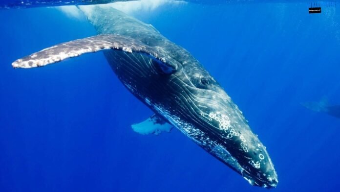 World Whale Day World Whale Day, World Whale Day date, World Whale Day 2024, World Whale Day facts