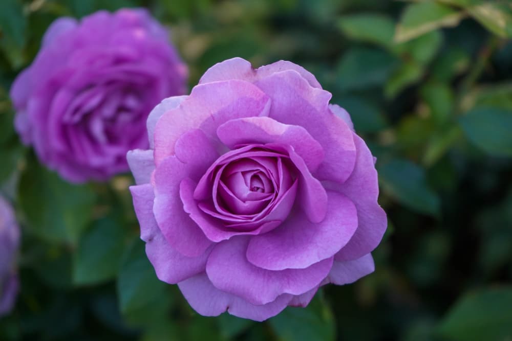 purple roses