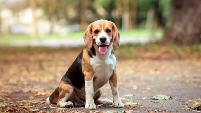 Beagle Beagle dog breed