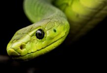Man Gets Bitten 200 Times to Create World’s First Universal Snake Antivenom Snake Antivenom