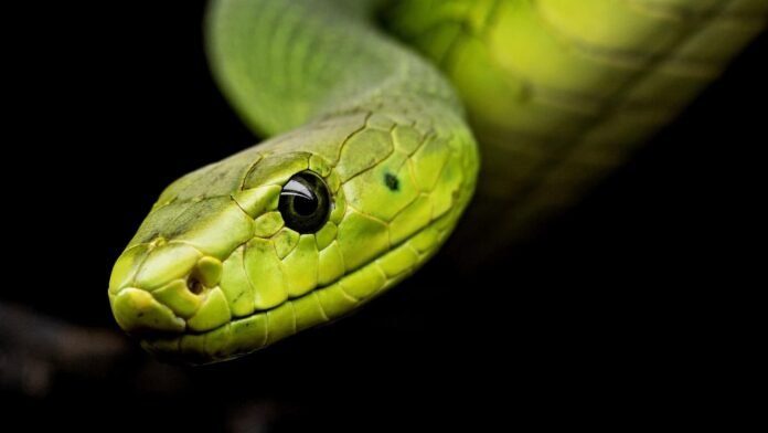 Snake Antivenom Snake Antivenom