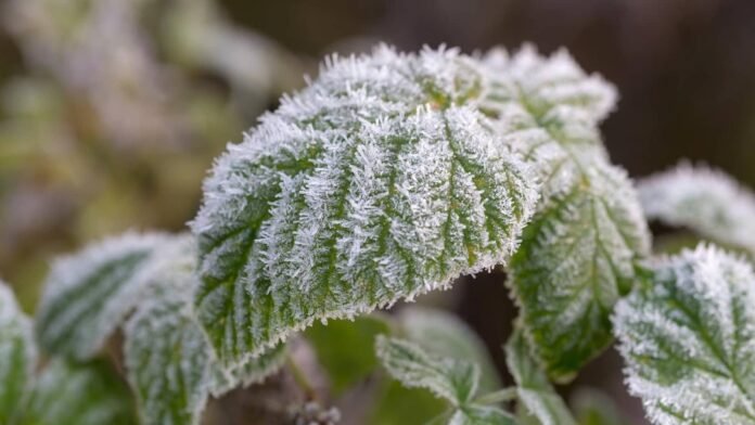 Date of the First Frost